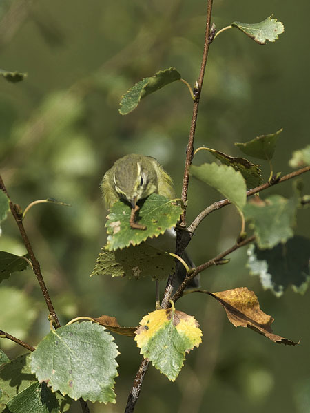 Pajulintu, Willow Warbler, Phylloscopus trochilus