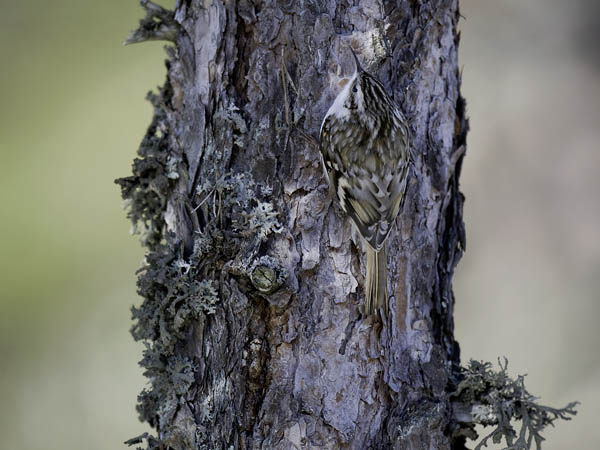 Puukiipijä, Eurasian Treecreeper, Certhia familiaris