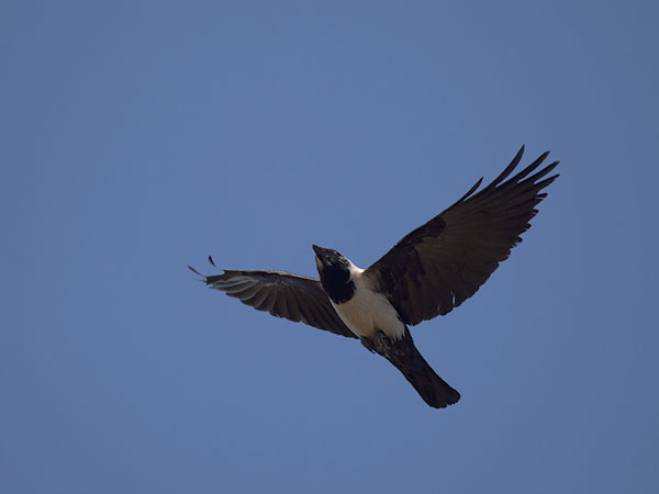 Idännaakka, Daurian Jackdaw, Corvus dauuricus