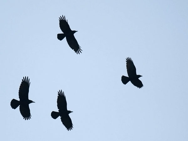 Mustavaris, Rook, Corvus frugilegus