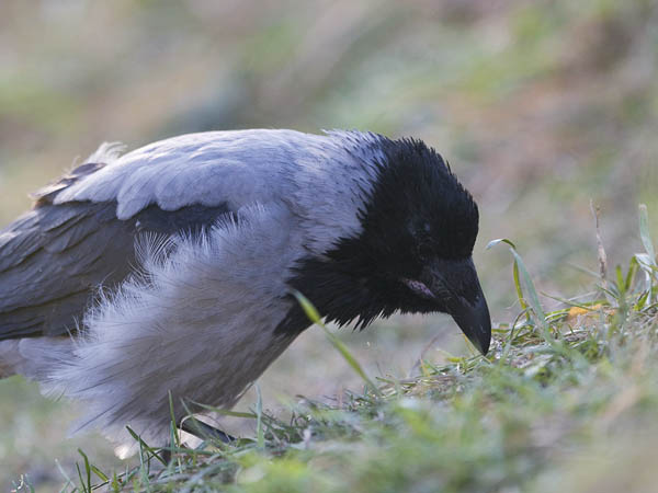 Varis, Hooded Crow, Corvus corone cornix
