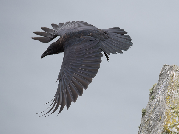 Korppi, Common Raven, Corvus corax