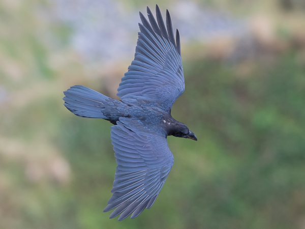 Korppi, Common Raven, Corvus corax