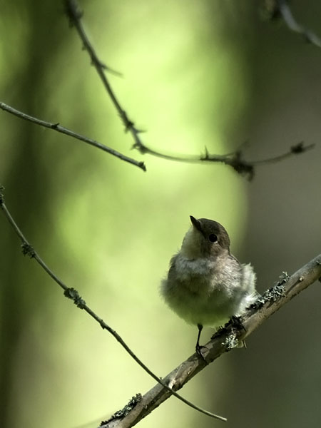 Pikkusieppo, Red-breasted Flycatcher, Ficedula parva