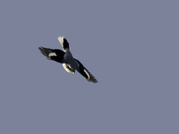 Isolepinkäinen, Great Grey Shrike, Lanius excubitor