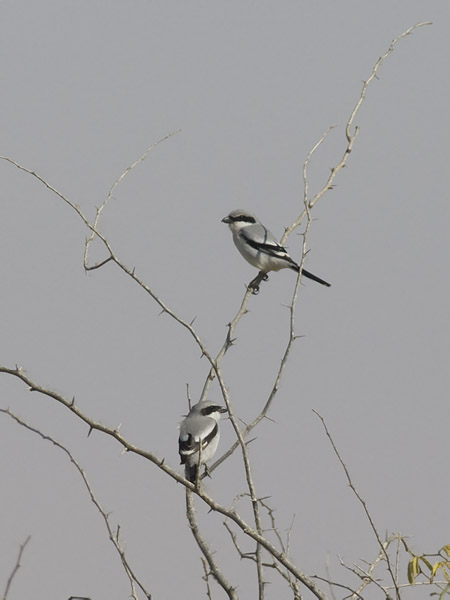 Etelänisolepinkäinen, Southern Grey Shrike, Lanius meridionalis