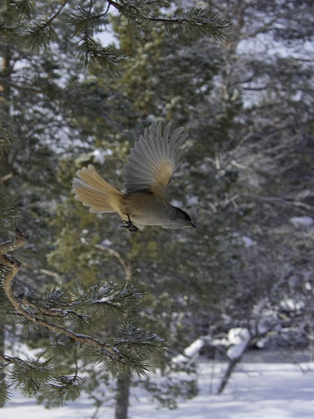Kuukkeli, Siberian Jay, Perisoreus infaustus