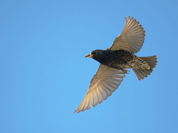 Kottarainen, Common Starling, Sturnus vulgaris