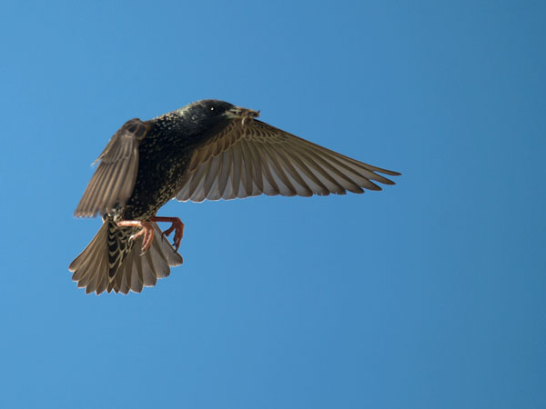 Kottarainen, Common Starling, Sturnus vulgaris
