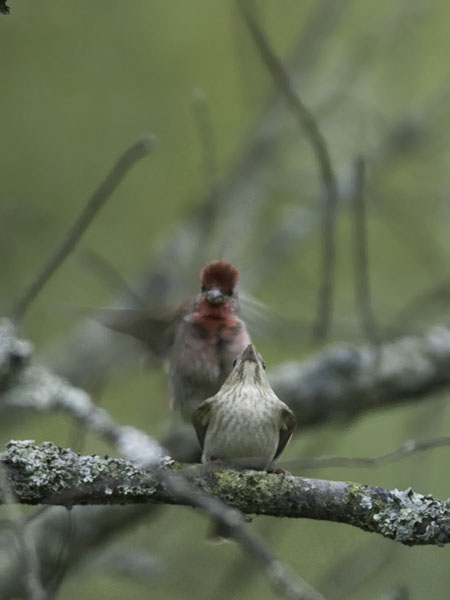 Punavarpunen, Common Rosefinch, Carpodacus erythrinus