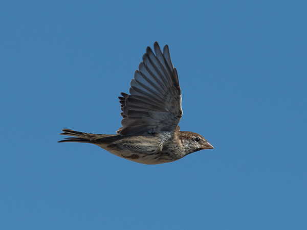 Pensasvarpunen, Spanish Sparrow, Passer hispaniolensis