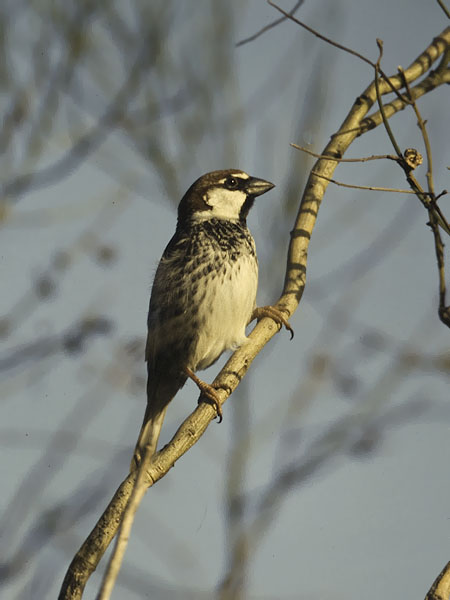 Pensasvarpunen, Spanish Sparrow, Passer hispaniolensis