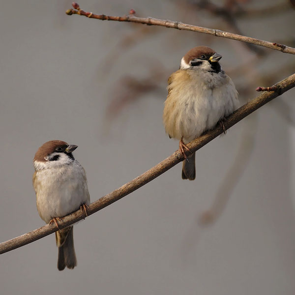 Pikkuvarpunen, Eurasian Tree Sparrow, Passer montanus