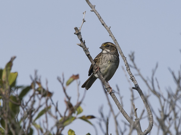 Valkokurkkusirkku, White-throated Sparrow, Zonotrichia albicollis