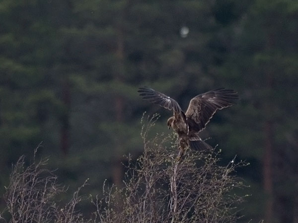 Pikkukiljukotka, Lesser Spotted Eagle, Clanga pomarina