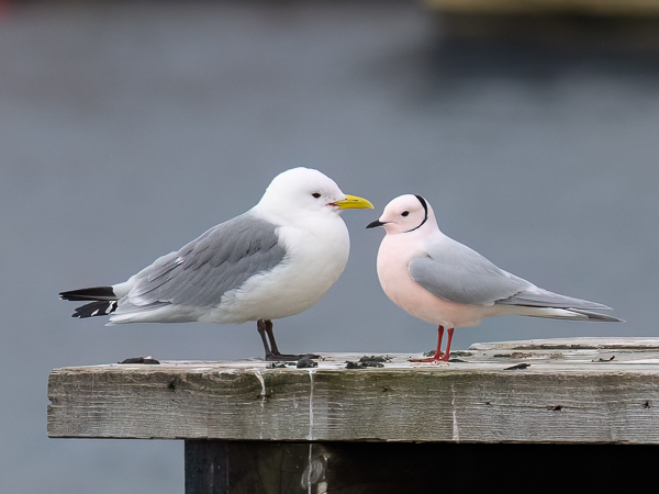 Ruusulokki, Ross´s Gull, Rhodostethia rosea