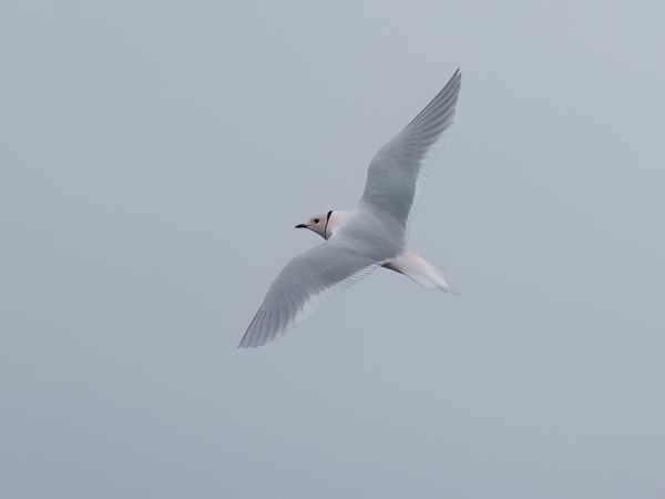 Ruusulokki, Ross´s Gull, Rhodostethia rosea