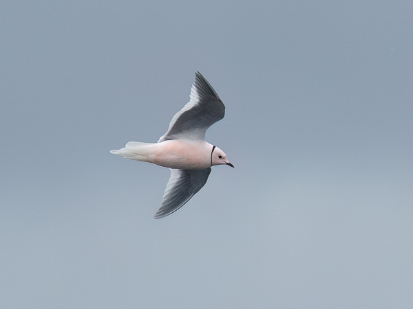 Ruusulokki, Ross´s Gull, Rhodostethia rosea