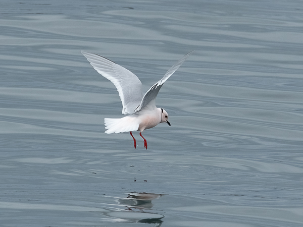 Ruusulokki, Ross´s Gull, Rhodostethia rosea
