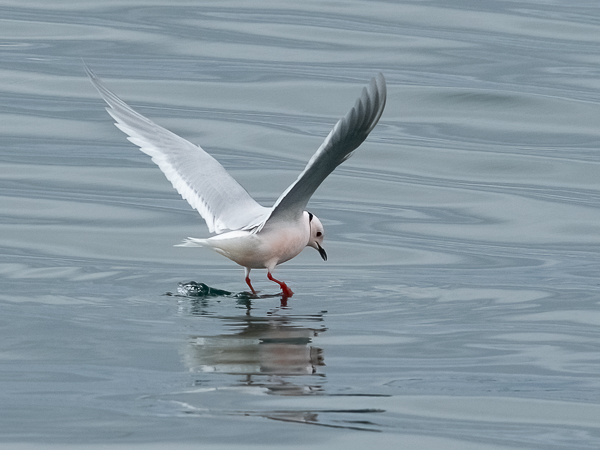 Ruusulokki, Ross´s Gull, Rhodostethia rosea
