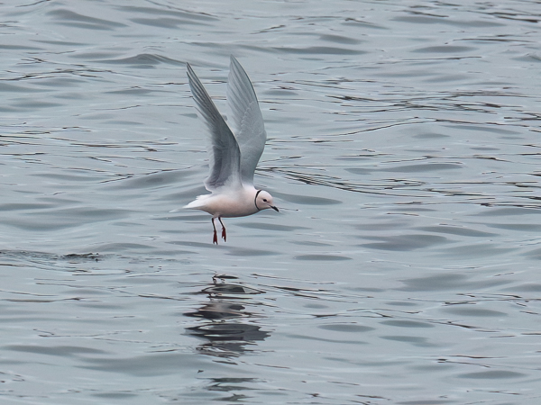 Ruusulokki, Ross´s Gull, Rhodostethia rosea