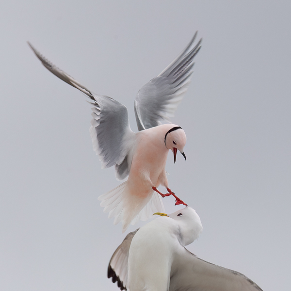 Ruusulokki, Ross´s Gull, Rhodostethia rosea