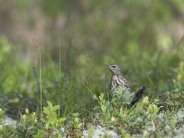 Metsäkirvinen, Tree Pipit, Anthus trivialis