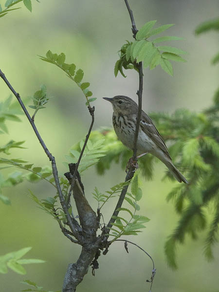 Metsäkirvinen, Tree Pipit, Anthus trivialis