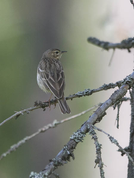 Metsäkirvinen, Tree Pipit, Anthus trivialis