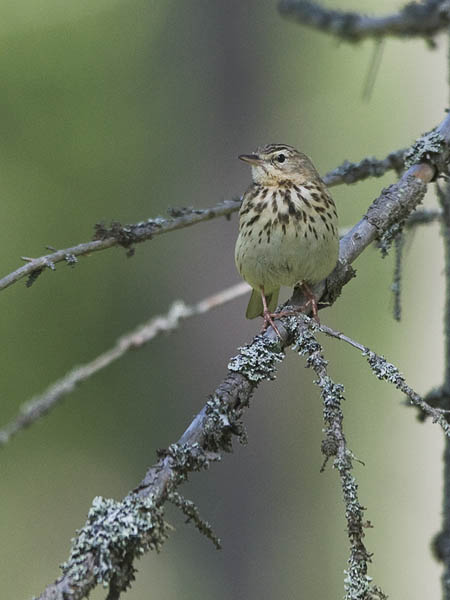 Metsäkirvinen, Tree Pipit, Anthus trivialis