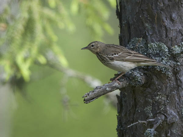 Metsäkirvinen, Tree Pipit, Anthus trivialis
