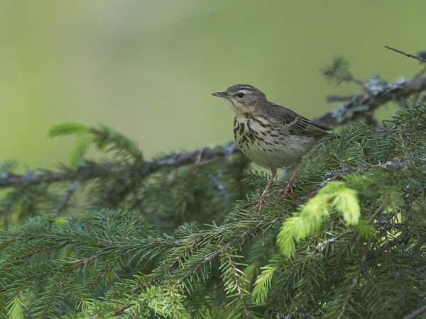 Metsäkirvinen, Tree Pipit, Anthus trivialis
