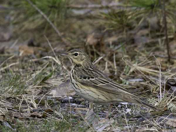 Metsäkirvinen, Tree Pipit, Anthus trivialis