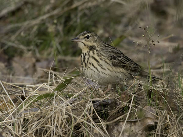 Metsäkirvinen, Tree Pipit, Anthus trivialis