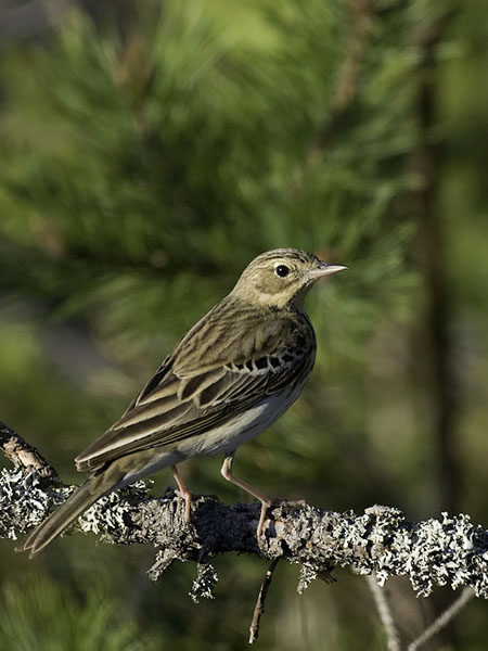 Metsäkirvinen, Tree Pipit, Anthus trivialis