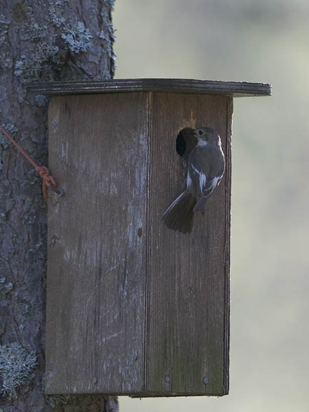 Kirjosieppo, European Pied Flycatcher, Ficedula hypoleuca