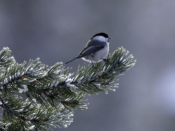 Hömötiainen, Willow Tit, Poecile montanus