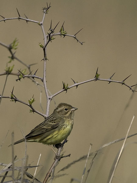 Kastanjasirkku, Chestnut Bunting, Emberiza rutila