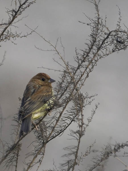 Kastanjasirkku, Chestnut Bunting, Emberiza rutila